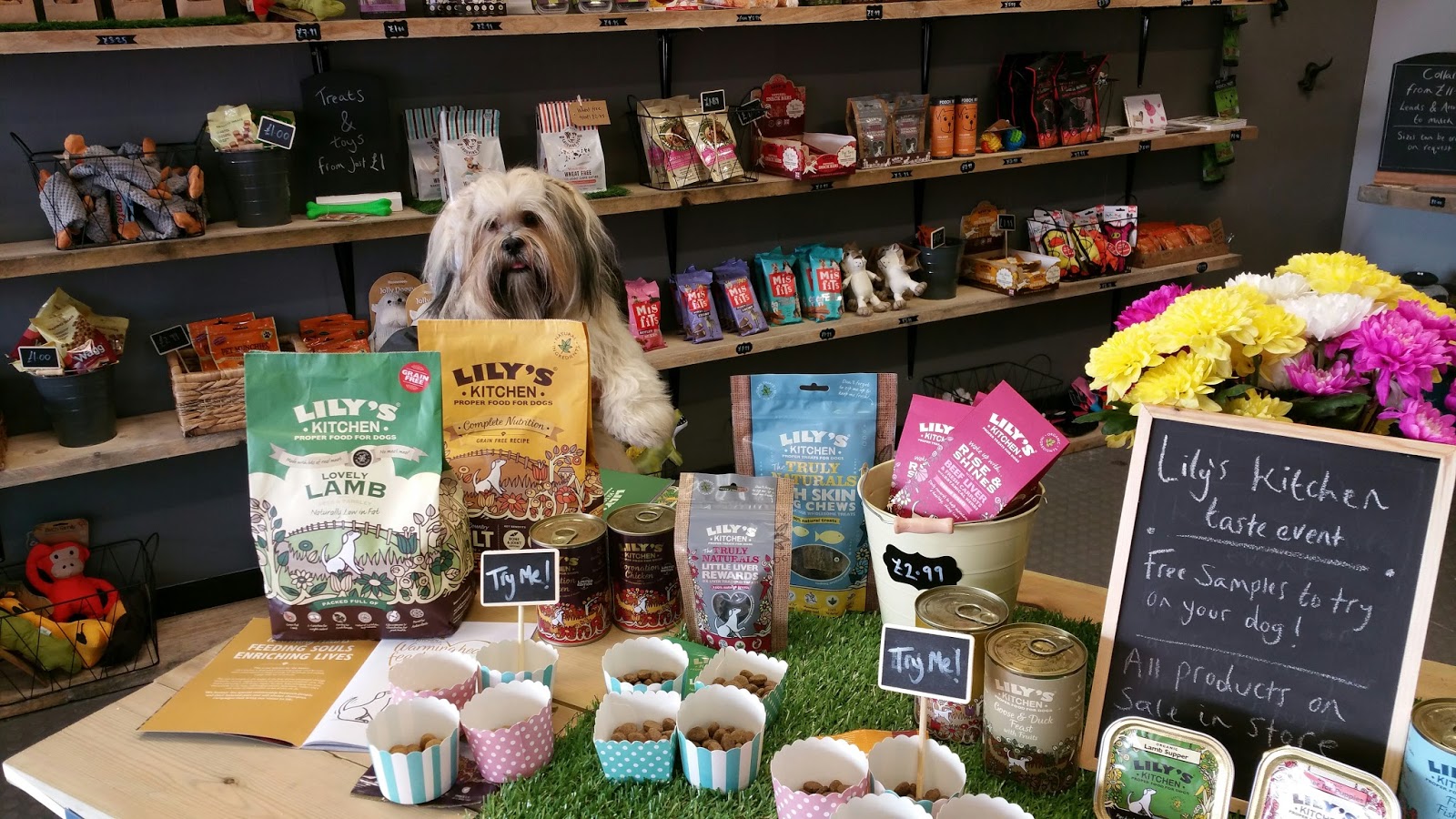 Hounds NewcastleUnderLyme Staffordshire Paws across Britain