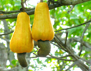 cashew+fruit-nut+4.jpg
