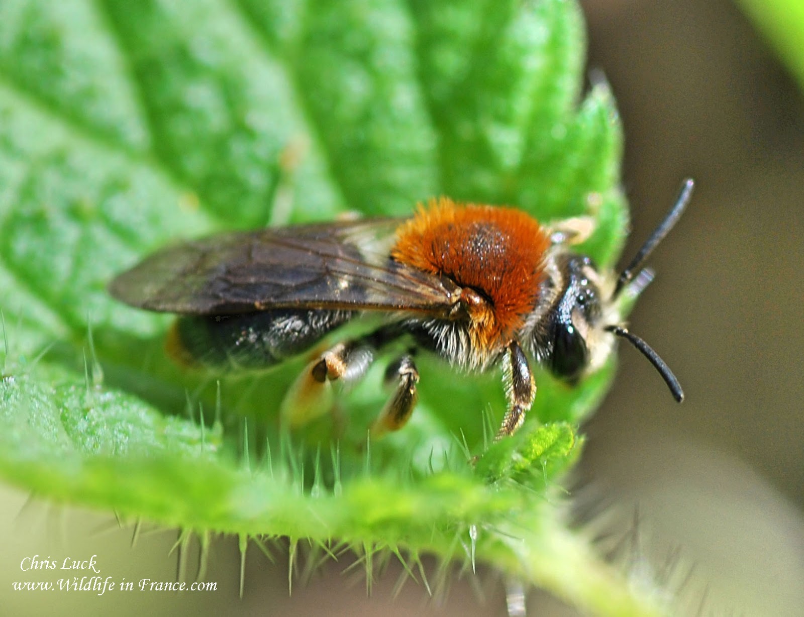 French wildlife and beekeeping Spring bees in France solitary and bumble