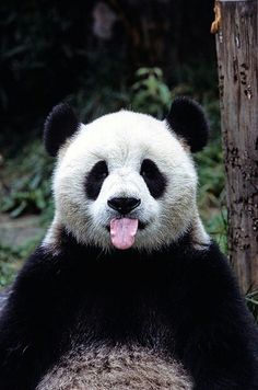 panda images