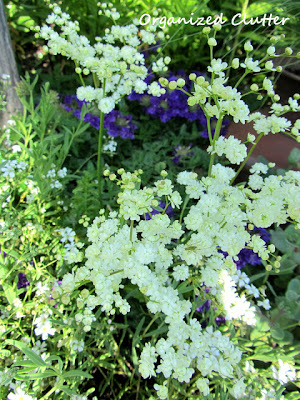 Cottage Garden - Dropwort Filapendula