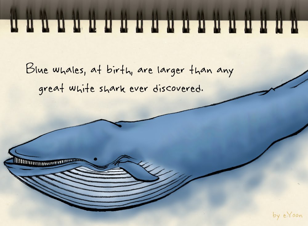 trifacta: Blue-whale Babies Born Big
