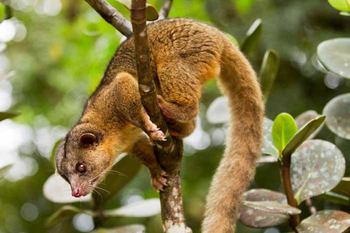 Olinguito Olinguito