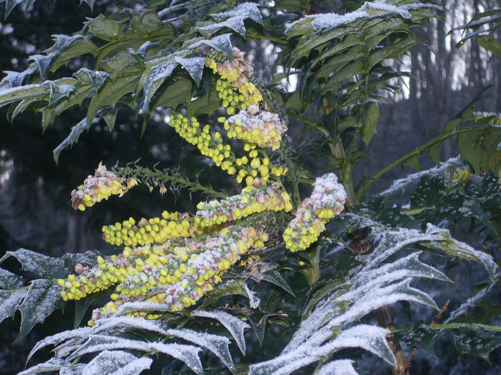 Dingue De Plantes 2015