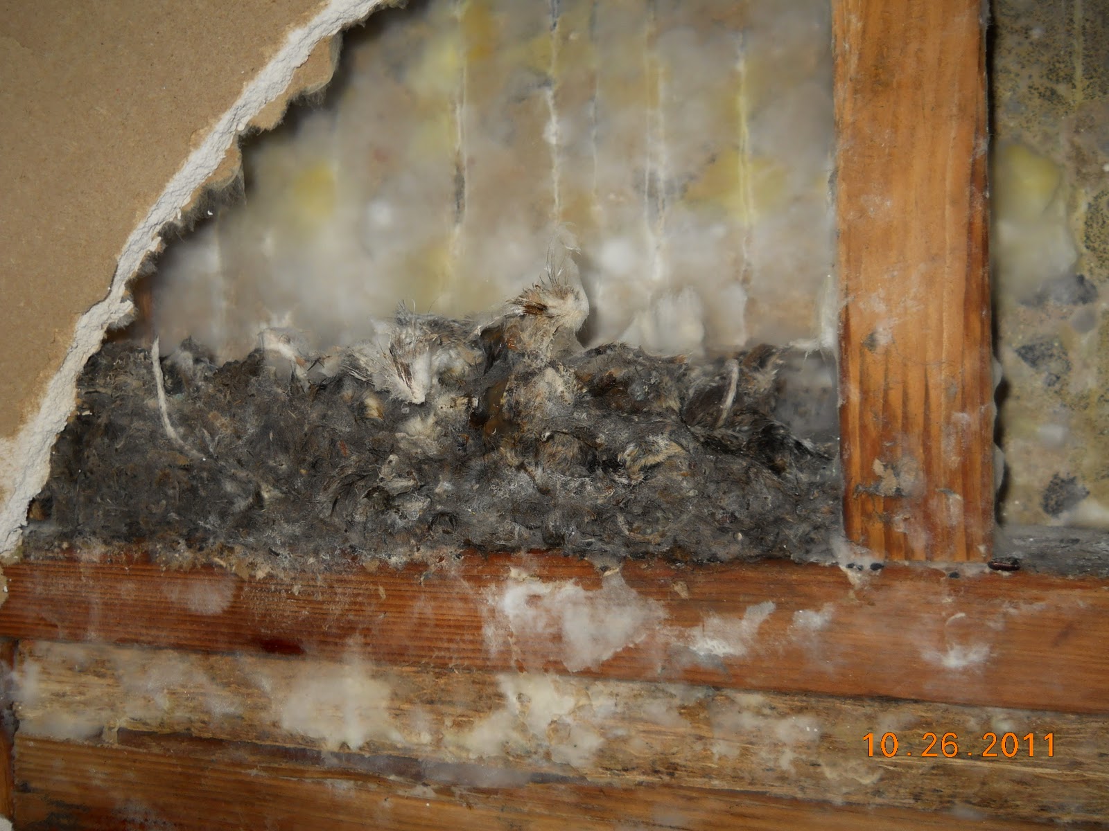 ServiceMaster of Salt Lake: This is post #100 Dead mice in wall