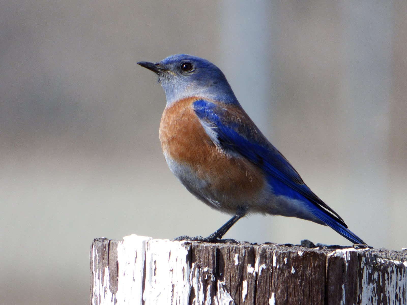 Geotripper's California Birds Western Bluebirds in a Changed "Mini