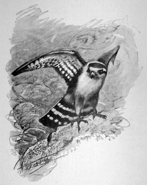 G I F G R A P H I K : Kuhnert Tierzeichnungen 5