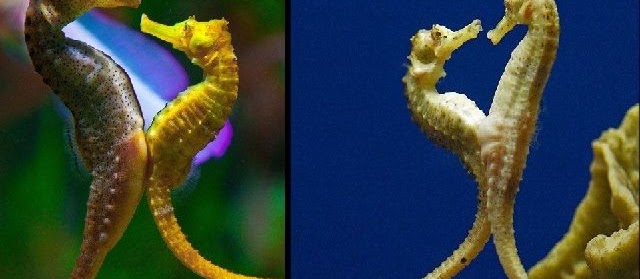 Cara Budidaya Kuda Laut di Akuarium Air Tawar
