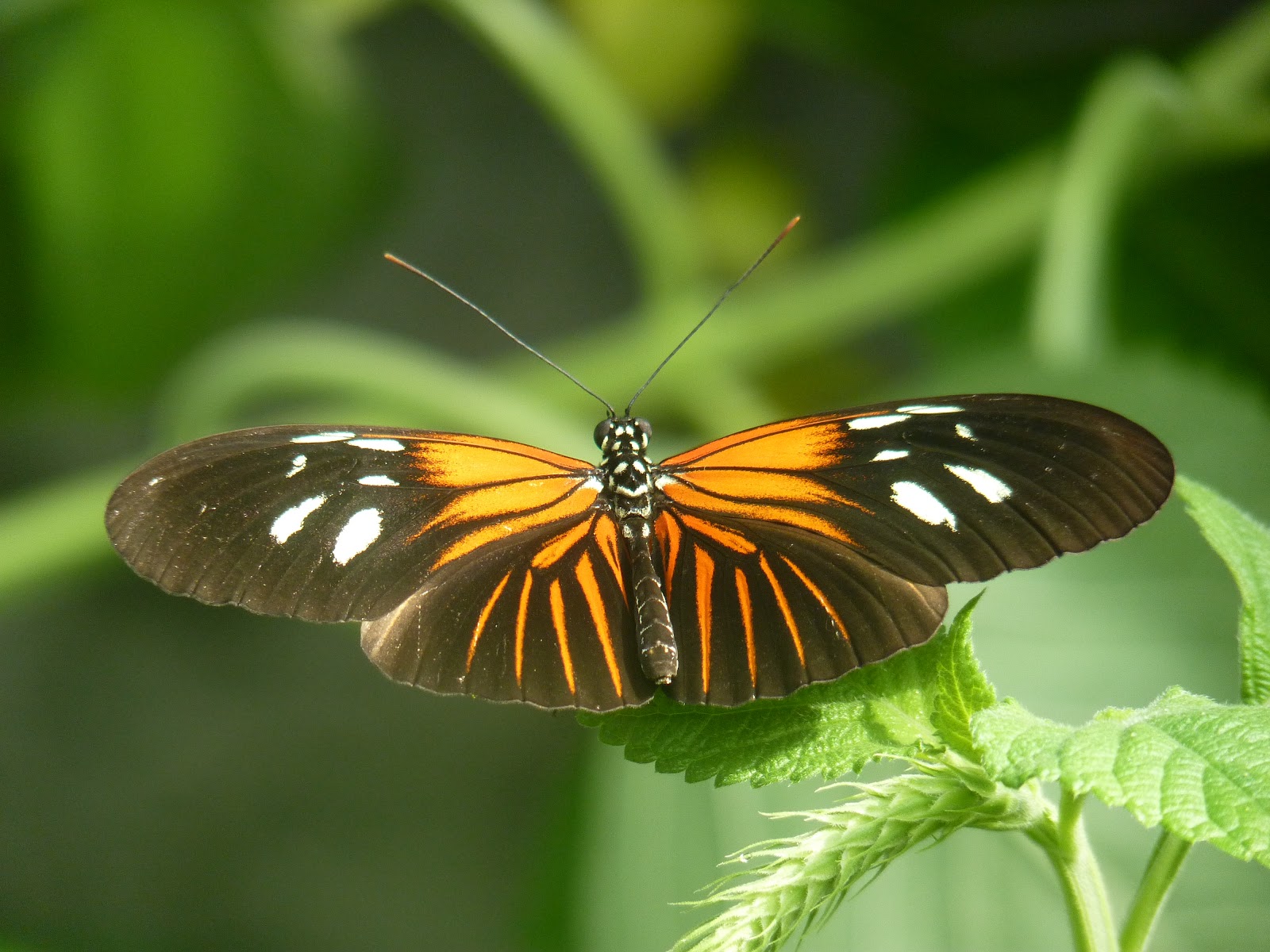 DOGWOOD Chicago Butterflies