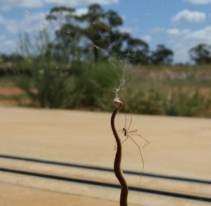 spider kills snake australia