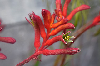 ブッシュジェム