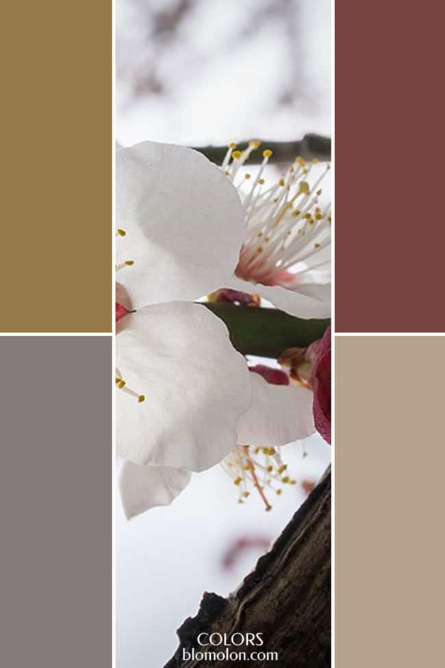 combinacion variedad de color 3 combinacion_variedad_de_color_3