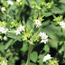 Stevia rebaudiana- cây cỏ ngọt