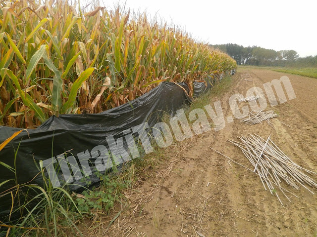 Ρημάζουν τον κάμπο της Ξάνθης τα αγριογούρουνα – Καταστρέφονται οικονομικά οι αγρότες [video + photos]