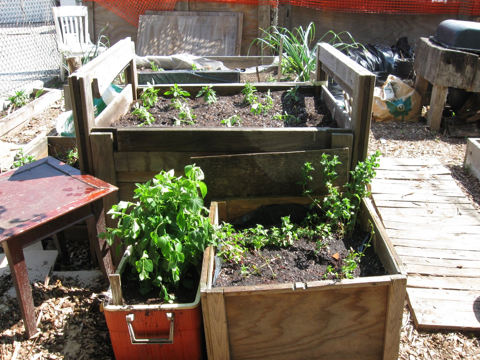 Thomas Street Garden Basil Box