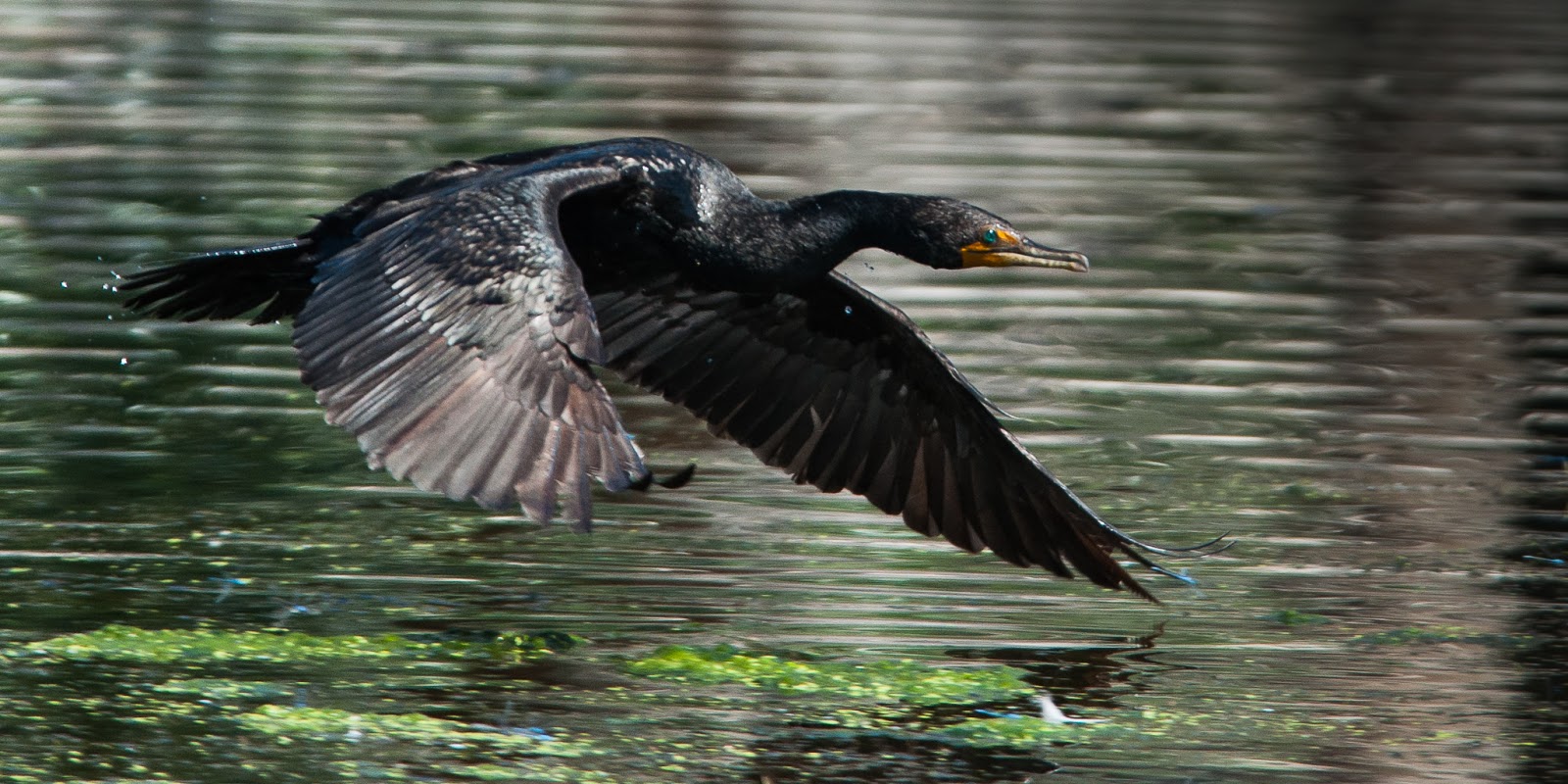 A Tree Falling Denver City Park July 2015