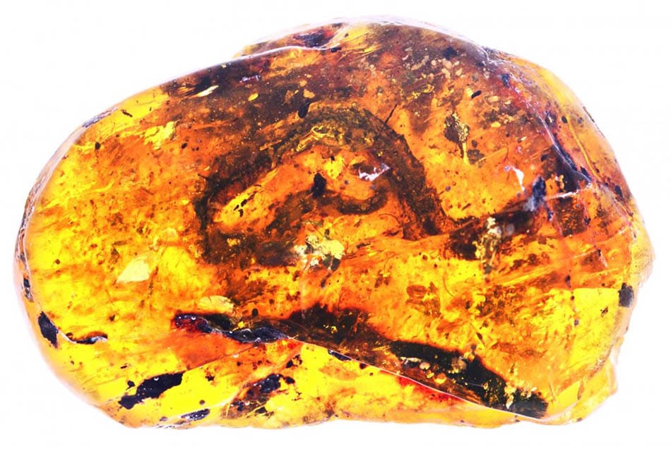 ARAŞTIRMACILAR 100 MİLYON YILLIK BEBEK YILAN FOSİLİ ARAŞTIRMACILAR 100 MİLYON YILLIK BEBEK YILAN FOSİLİ