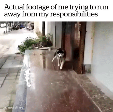 1517648281164683441.gif