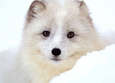 Le Meow Le Mew: ArcticFox//CovertCuddlyCuteness