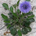 Küre çiçeği (Globularia aphyllanthes /  Globularia vulgaris)