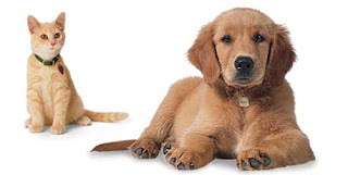 Purina Alpo Dog Food Purina Alpo Dog Food