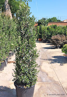 Olivos en formato ornamental para jardinería