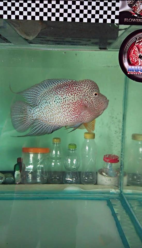 Jual Anakan Ikan Louhan Berkualitas Hewan Indonesia Dan Jual Beli