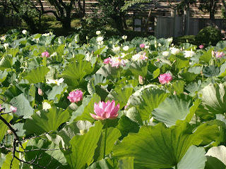 源平池 鶴岡八幡宮の源氏池と平家池