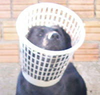 Como fazer um colar elizabetano Como fazer um colar elizabetano para cão