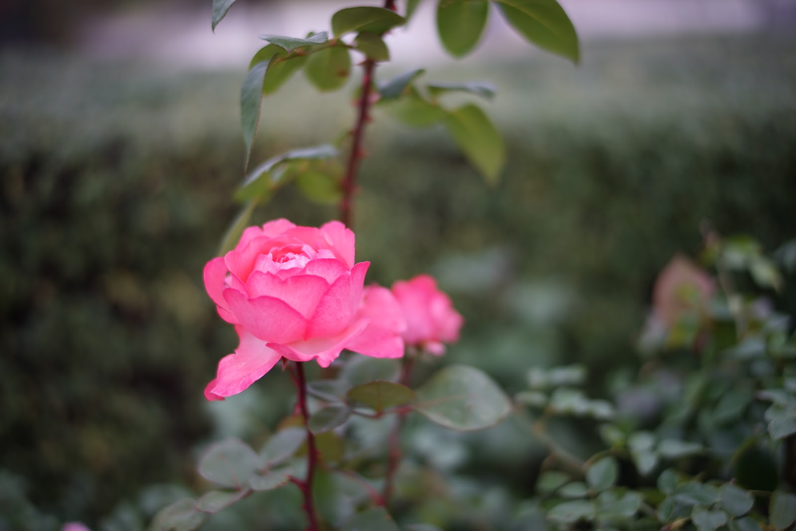 DSC00506.JPG