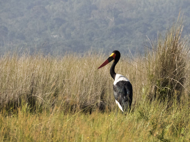 Saddle-billed stork on Mabamba Swamp in Uganda