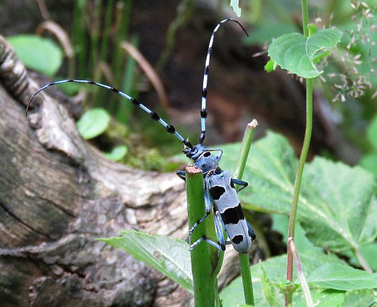 Nadobnica alpejska (Rosalia alpina). Nadobnica alpejska (Rosalia alpina).