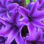 Jacinto jardin