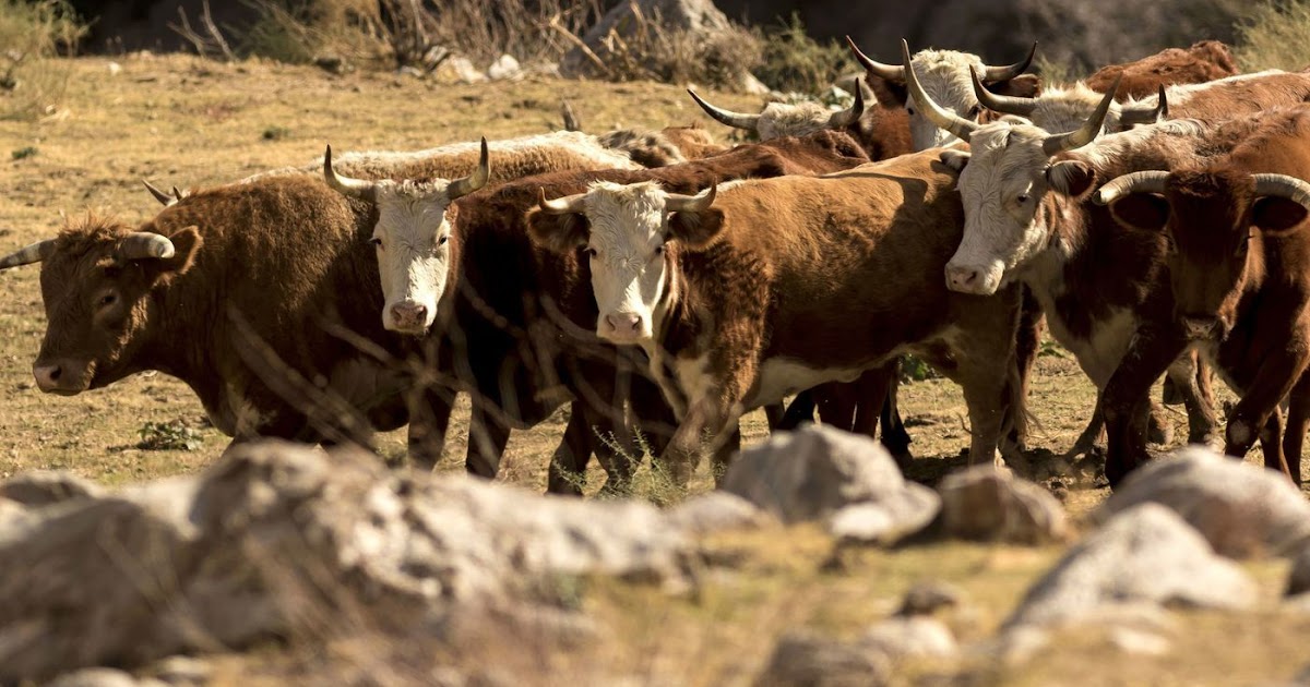 THE WESTERNER Feral cattle terrorize hikers and devour native plants
