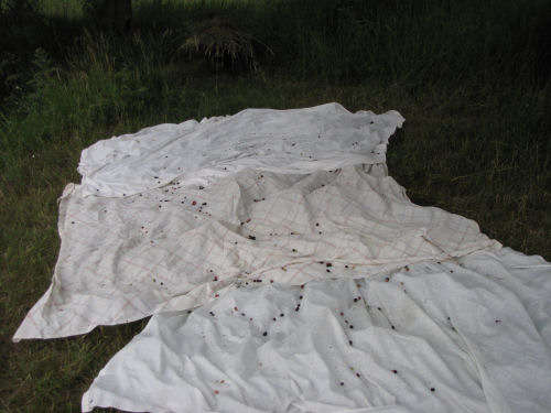 sheets with mulberries