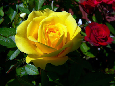 Rosa amarilla y rosa roja en el jardin para el dia del amor