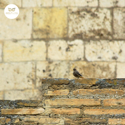 Colirrojo tizón (Phoenicurus ochruros) hembra en Zaragoza.