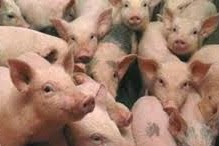 Beternak babi dan bahaya konsumsi babi 