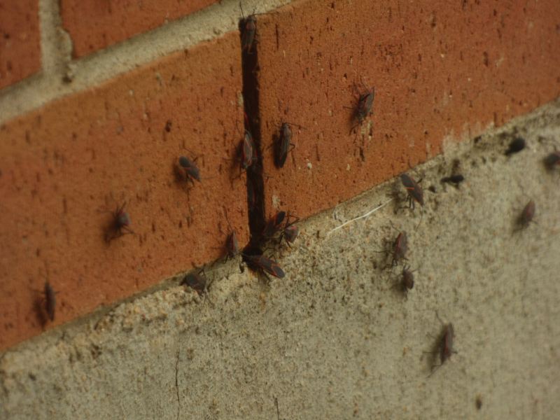 Maple Bugs All Over The Place