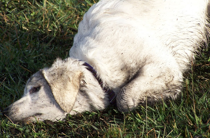 same white golden pup rolling on the grass that has just been sprinkled with new compost dirt, so that she has black dirt all over her fur