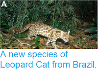 http://sciencythoughts.blogspot.co.uk/2014/10/a-new-species-of-leopard-cat-from-brazil.html