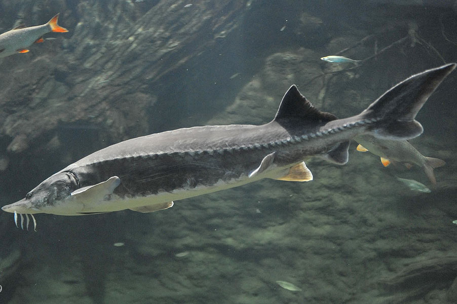 Gambar Ikan Sturgeon Beluga