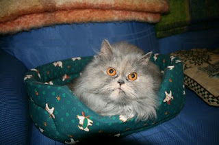 Cara Merawat Kucing Persia yang Baik bagi Pemula