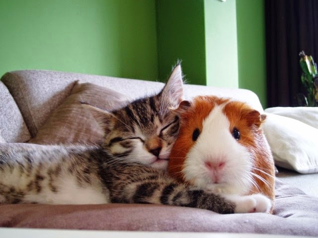 parejas de animales que duermen juntos. 