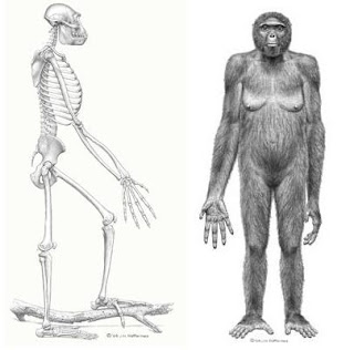 3.2+million+years+old+skeleton+of+Lucy,+Ethiopia.jpg