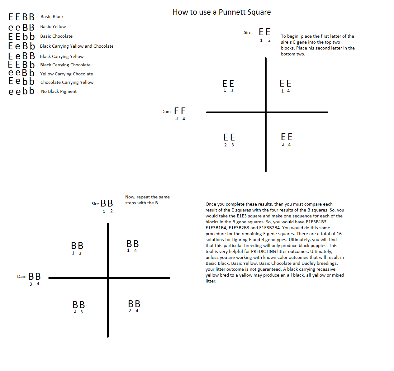 Dog Blog THE LABRADOR RETRIEVER GENOTYPE'S AND THE BREED STANDARD