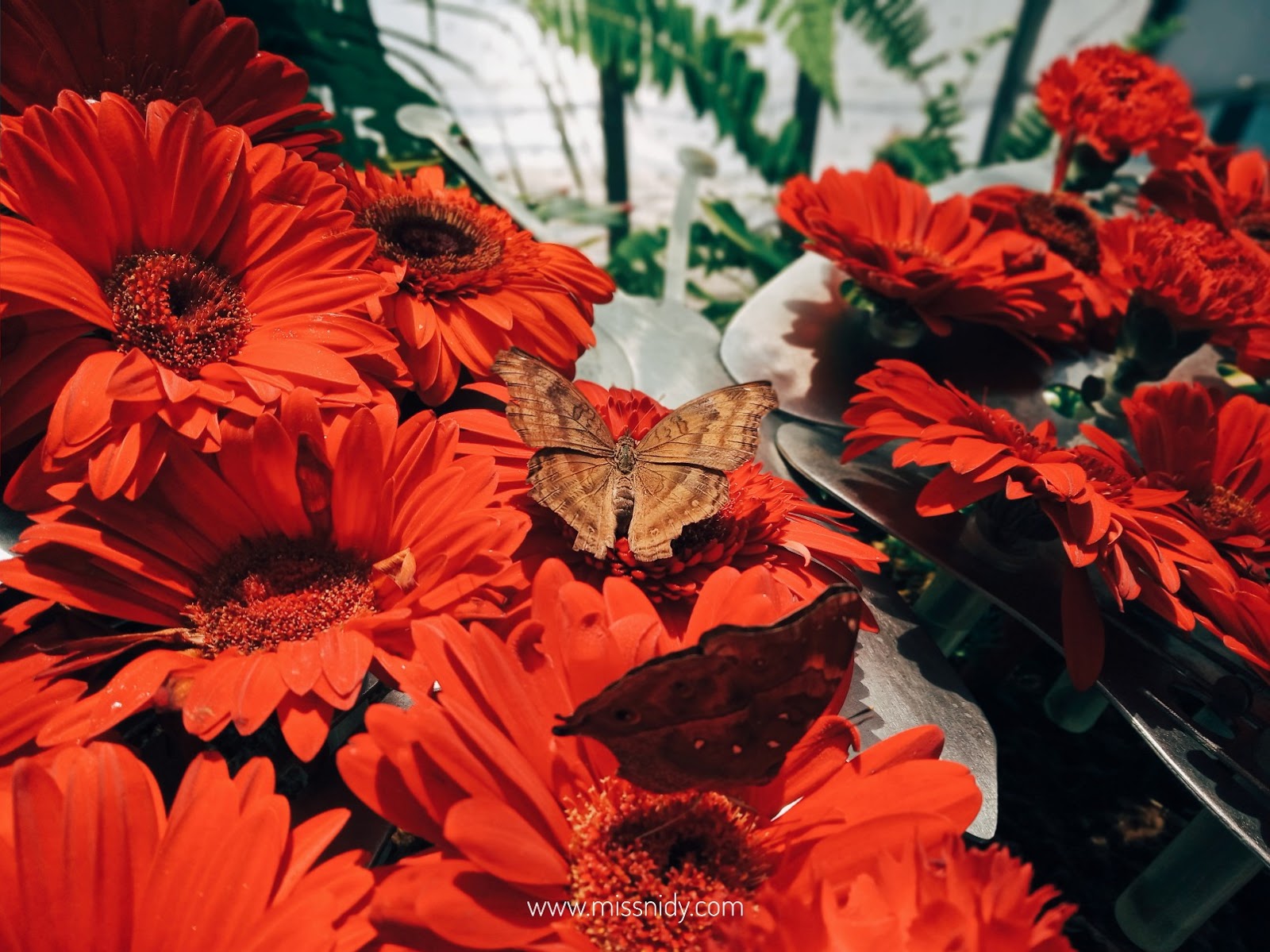 butterfly garden changi airport