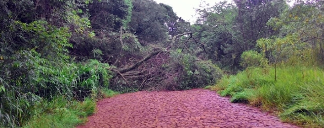 Roncador: Ventos fortes derrubam árvores e interditam estrada da barriquinha