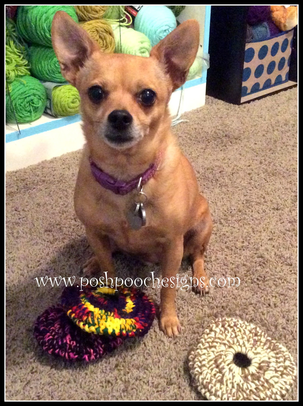 Posh Pooch Designs Dog Clothes Frisbee Dog Toy Crochet Pattern