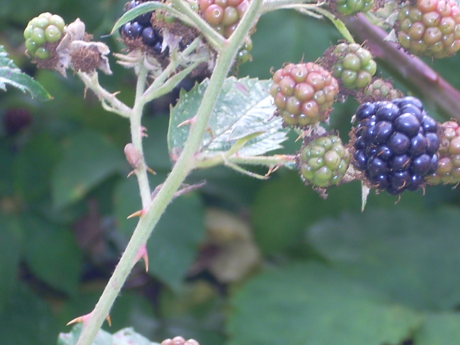 Nature Art Life by Wendy The Hazards of Blackberry Picking